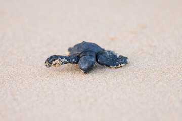 Olive Ridley Sea Turtle hatching on beach and struggling to the sea on Mirissa Beach, Sri Lanka