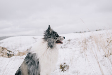 Dog in a Winter day on the wild
