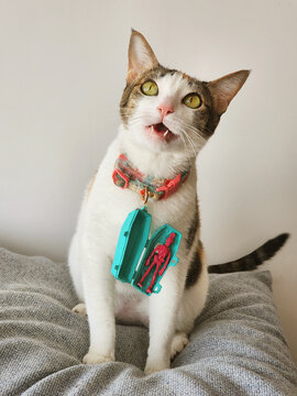 Pet Cat Costume