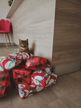 Pet Christmas Cat