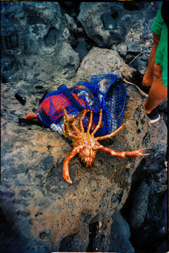 Freshly Caught Atlantic Seafood
