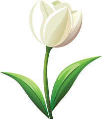 a beautiful-tulip rose white-background vector.eps