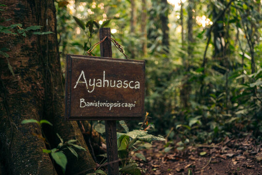 Ayahuasca Sign