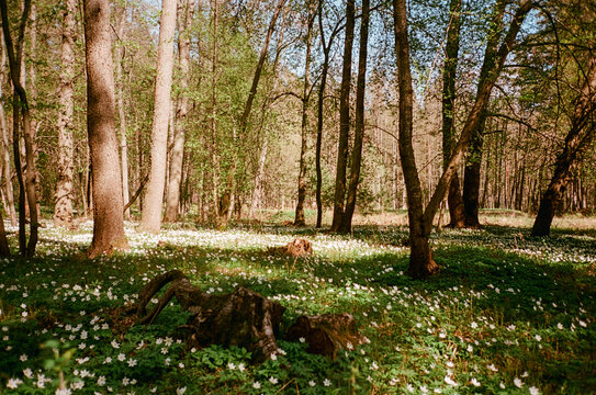 Fabulous clearing in the forest with white flowers and stumps