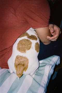 Cute  jack russell terrier dog lying on man's lap 