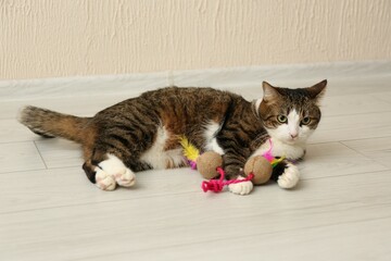Cute cat playing with toy on floor at home. Lovely pet - obrazy, fototapety, plakaty
