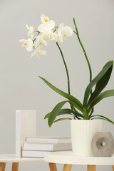 Blooming white orchid flower in pot, books and candle on nesting tables near grey wall indoors