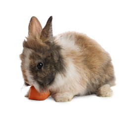 Cute fluffy pet rabbit isolated on white