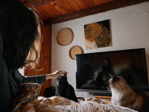 ugc waking up with two cats