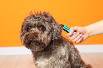 Woman brushing her cute Maltipoo dog near orange wall, closeup. Lovely pet