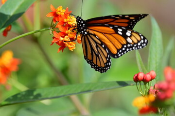 MARIPOSA