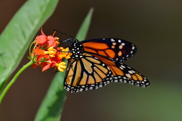 MARIPOSA