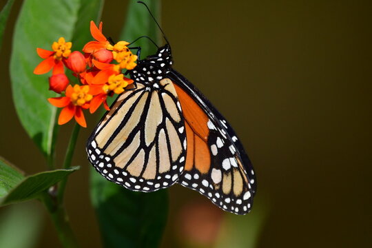 MARIPOSA