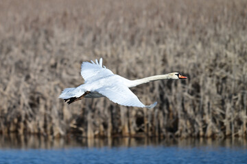 Mute Swan in flight with wings spread along the edge of wetlands