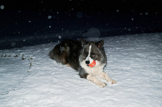 Funny Dog in snowfall 