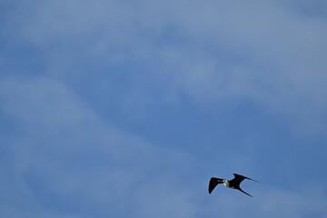 Frigatebird flying around in the blue sky