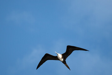 Frigatebird flying around in the blue sky
