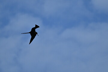 Frigatebird flying around in the blue sky