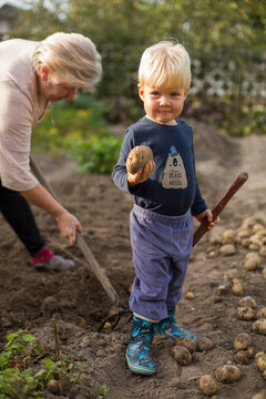 major woman with grandson drip potatoes  