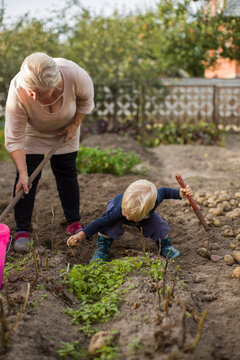major woman with grandson drip potatoes  