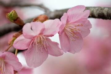 毎年2月上旬から咲き始め3月上旬までの約1ヶ月に渡り咲く早咲きの桜です