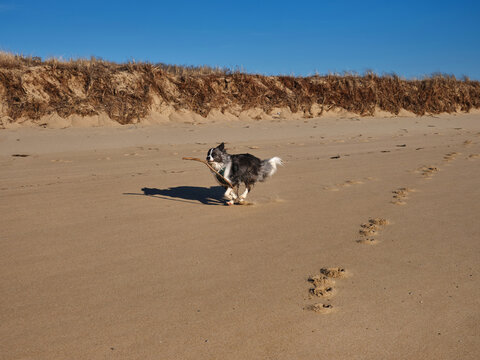 Dog running on the beach 