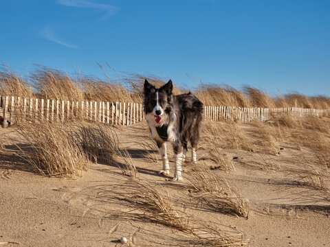 Dog standing on the beach dune