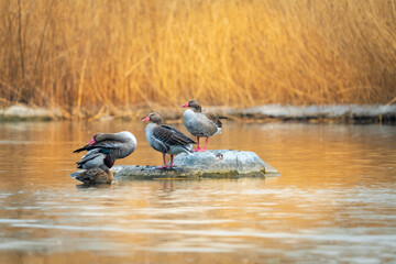 Wild Goose Resting in Reed Wetlands