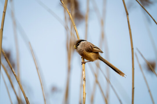 Reed parrotbill