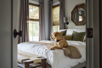 Inquisitive dog relaxing in a cozy primary bedroom