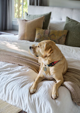 Inquisitive dog relaxing in a cozy primary bedroom