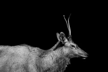 Zelfklevend Fotobehang Antilope elk
