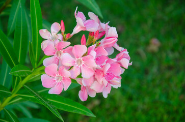 Beautiful pink flowers fo Oleander bouquet
