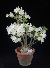 Old brown pot of beautiful white desert roses flower