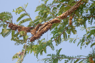 Nests of hornets on branches of tree