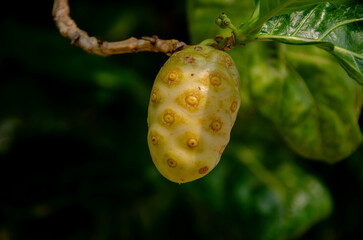 Ripe Tahitian noni fruit and leaves on branch