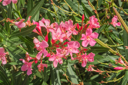 Pink flowers bush