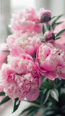 Pink peony flowers blooming in the garden on a spring day