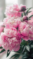 Fototapeta premium Pink peony flowers blooming in the garden on a spring day