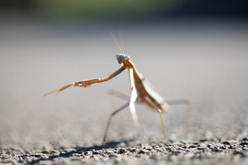 This insect is the praying mantis.