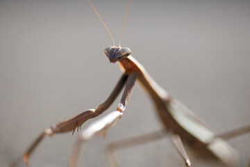 This insect is the praying mantis.