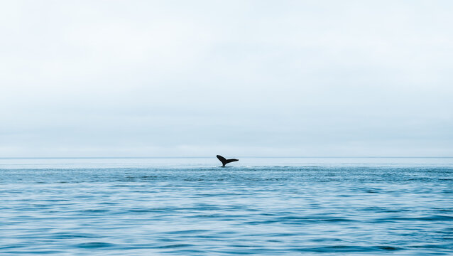 Whale Tail