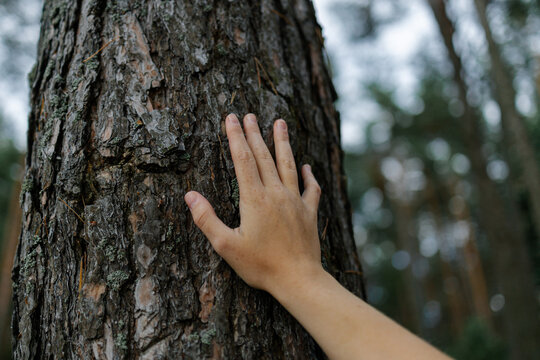 A woman's hand on a tree trunk