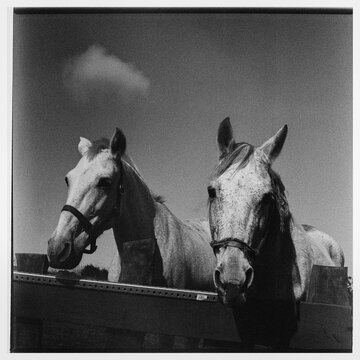 Elegance in Monochrome: Two White Horses