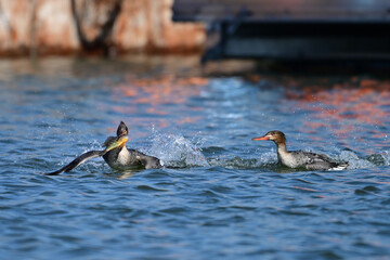 Fototapeta premium Female Red-breasted Merganser duck catching and fighting over fresh caught fish