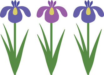 菖蒲の花のイラスト