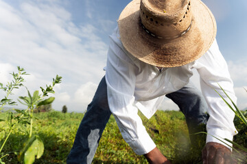 Farmer collects alfalfa crop