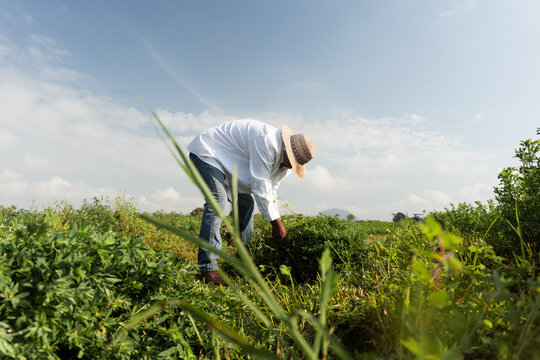 Alfalfa bundled by scythe