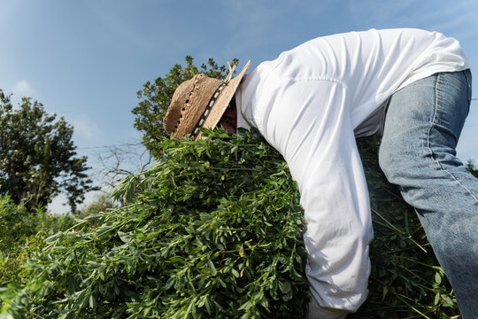Agricultural labor in sunlight