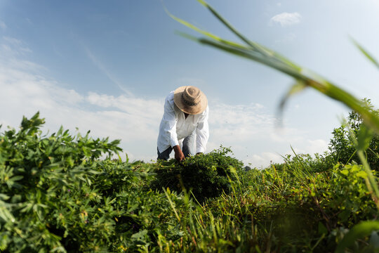 agricultural worker Amid Alfalfa